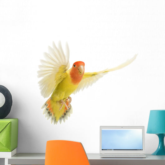 Portrait Rosy-faced Lovebird Flying Wall Decal