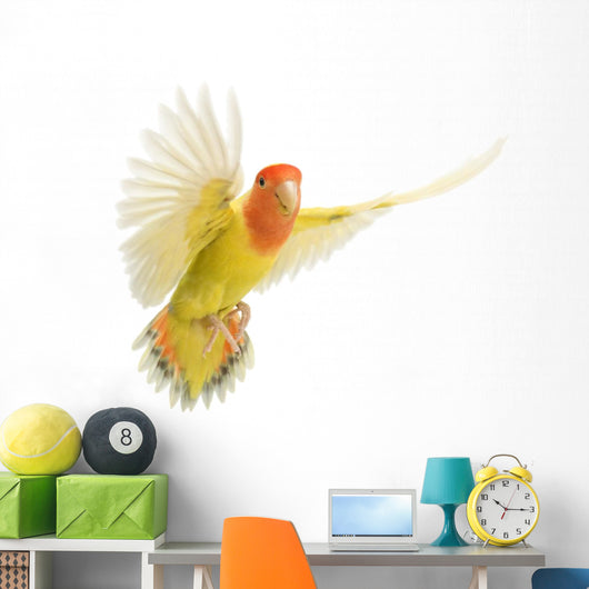 Portrait Rosy-faced Lovebird Flying Wall Decal