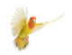 Portrait Rosy-faced Lovebird Flying Wall Decal