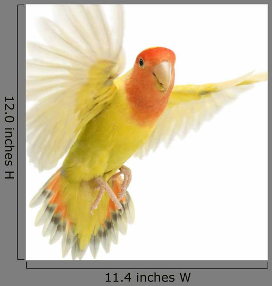 Portrait Rosy-faced Lovebird Flying Wall Decal