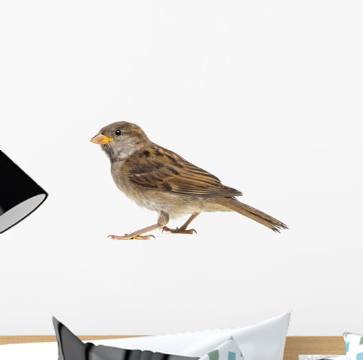 House Sparrow against White Wall Decal
