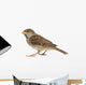 House Sparrow against White Wall Decal