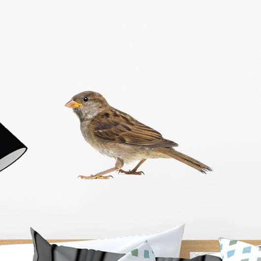 House Sparrow against White Wall Decal