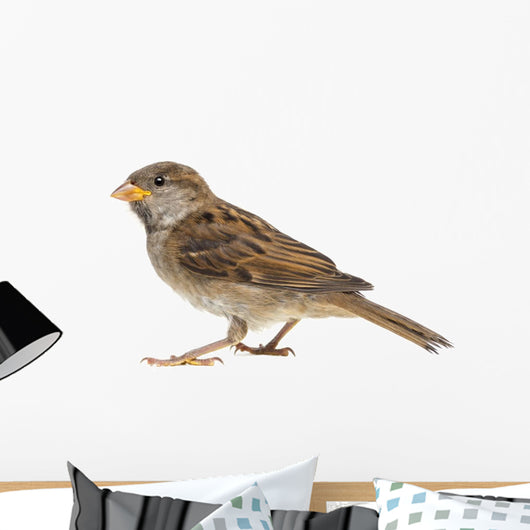 House Sparrow against White Wall Decal