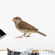 House Sparrow against White Wall Decal