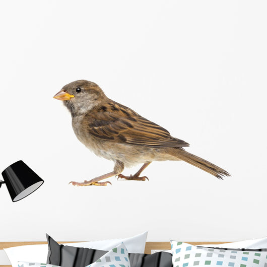 House Sparrow against White Wall Decal