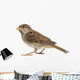 House Sparrow against White Wall Decal