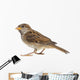 House Sparrow against White Wall Decal