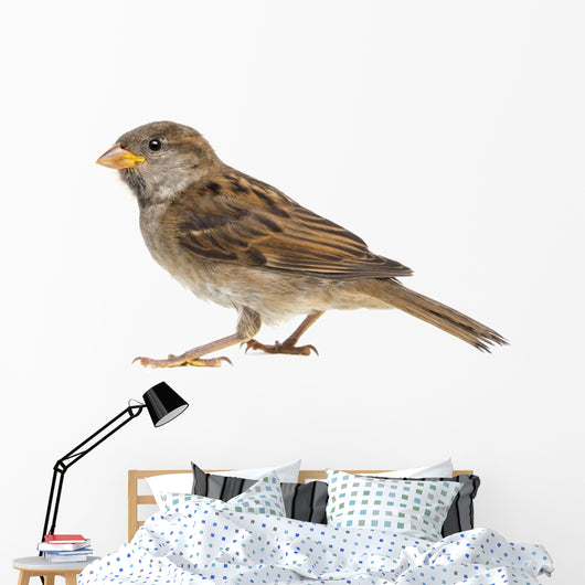 House Sparrow against White Wall Decal