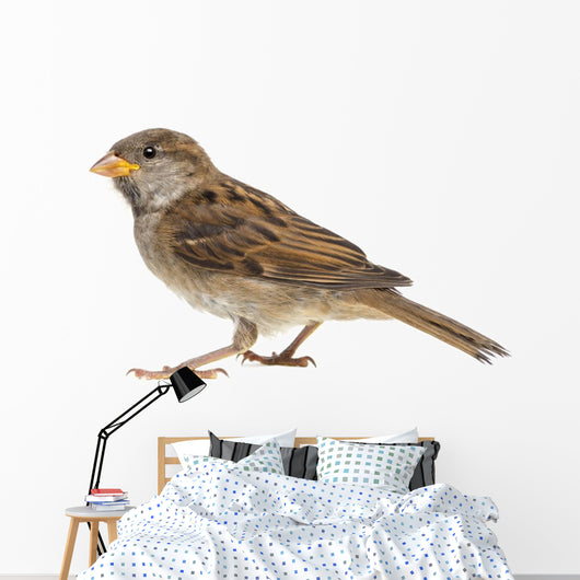 House Sparrow against White Wall Decal
