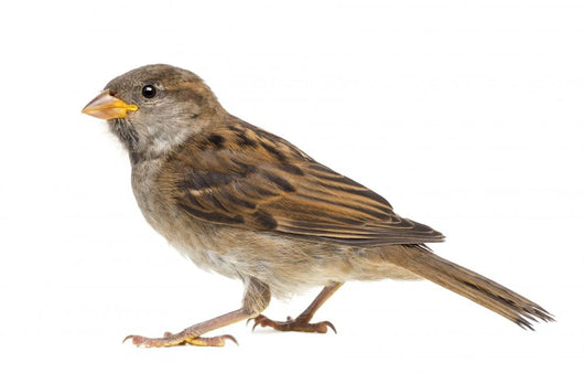 House Sparrow against White Wall Decal