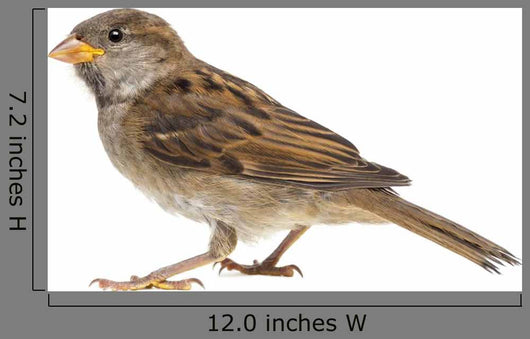 House Sparrow against White Wall Decal