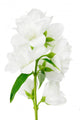 Beautiful Jasmine Flowers White
