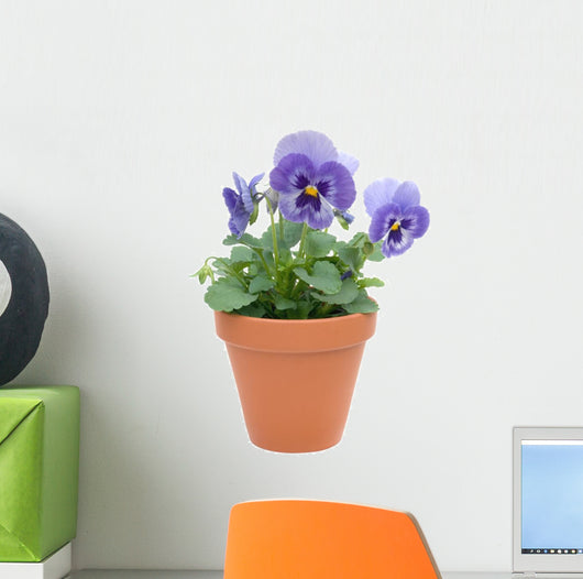 Pansy