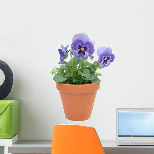Pansy