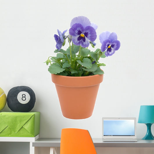 Pansy