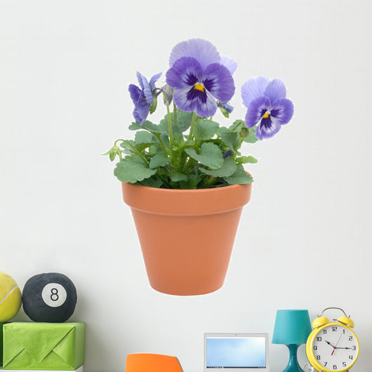 Pansy