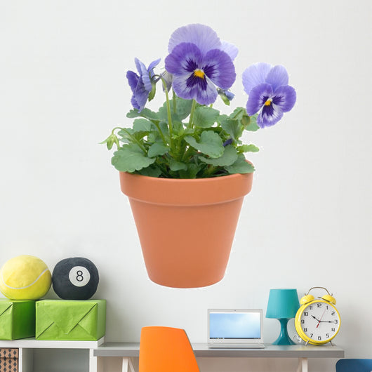 Pansy