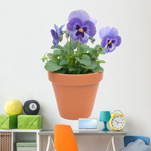 Pansy
