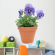 Pansy