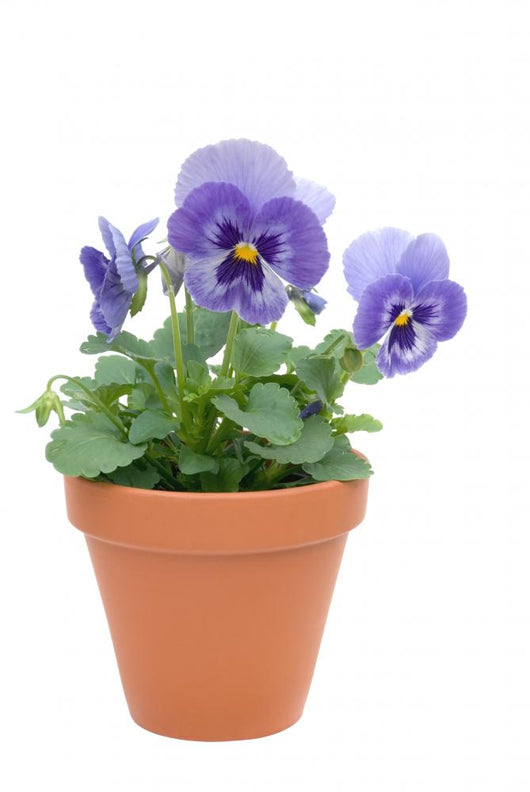 Pansy