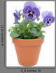 Pansy
