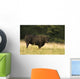 Angus Bull Wall Mural
