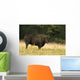 Angus Bull Wall Mural