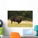 Angus Bull Wall Mural