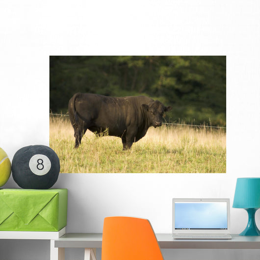 Angus Bull Wall Mural