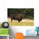 Angus Bull Wall Mural