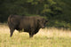 Angus Bull Wall Mural