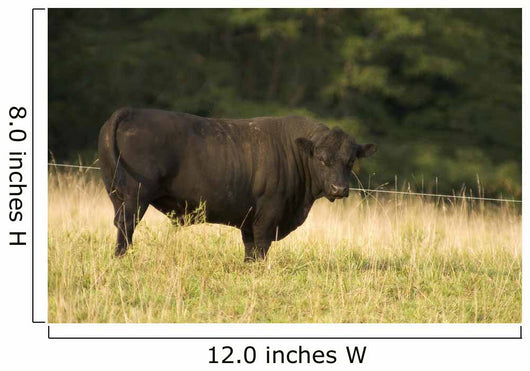 Angus Bull Wall Mural