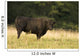 Angus Bull Wall Mural
