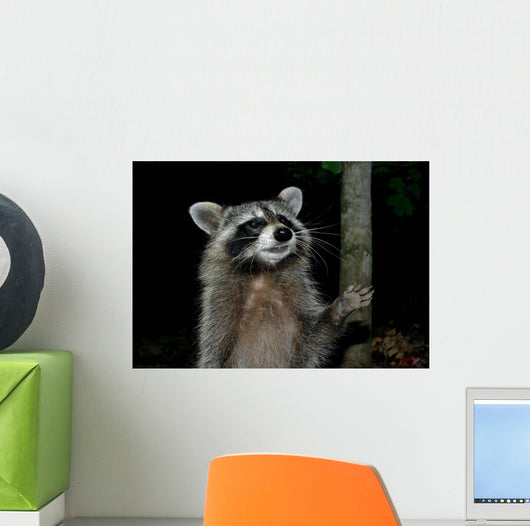 Racoon Greeting