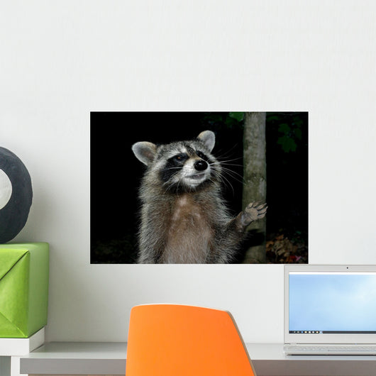 Racoon Greeting