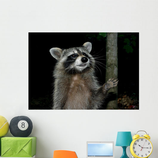 Racoon Greeting