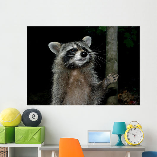 Racoon Greeting