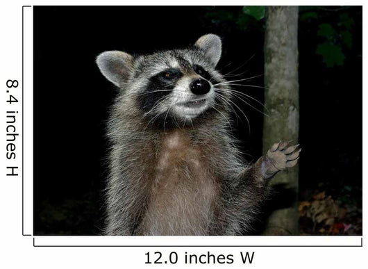 Racoon Greeting