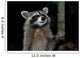 Racoon Greeting