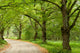 Green Nature Path Wall Mural