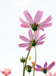 Flower Wall Mural