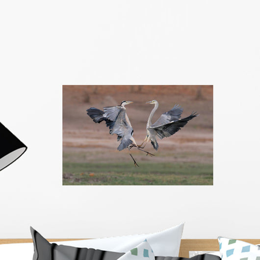 Wild Grey Herons Fighting Wall Mural
