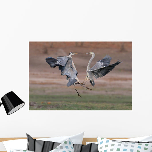 Wild Grey Herons Fighting Wall Mural