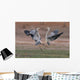 Wild Grey Herons Fighting Wall Mural