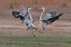 Wild Grey Herons Fighting Wall Mural