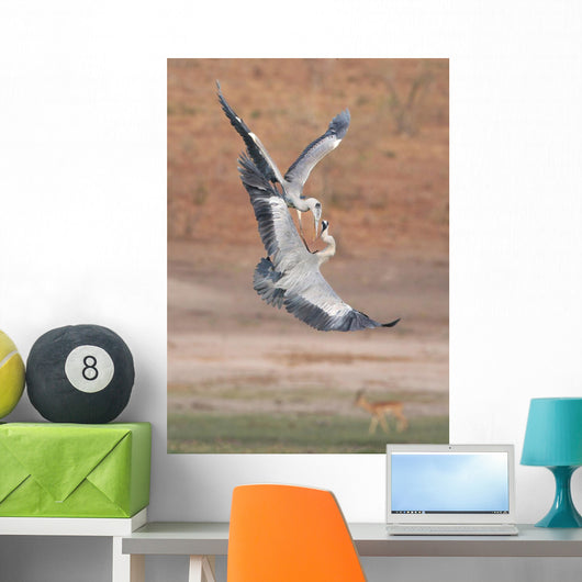 Fighting Grey Herons Wall Mural