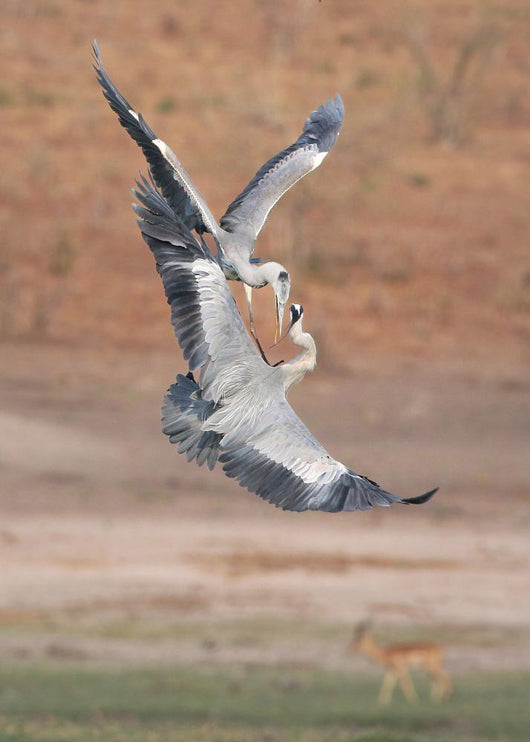 Fighting Grey Herons Wall Mural