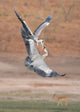 Fighting Grey Herons Wall Mural
