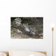 Snow leopard (Uncia uncia) cubs Wall Mural